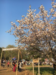 フェスで桜